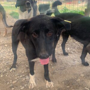 CORBIE - reserviert Tierhilfe Lebenswert DR - vermittelt