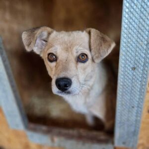 HELEN - müde und überfordert - reserviert TH Wannigsmühle vermittelt