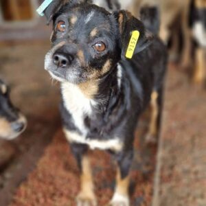 KUCKI - reserviert KM - vermittelt