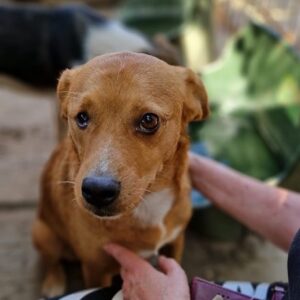 JOHNI - auf PDR PS im PLZ Bezirk 38 - vermittelt