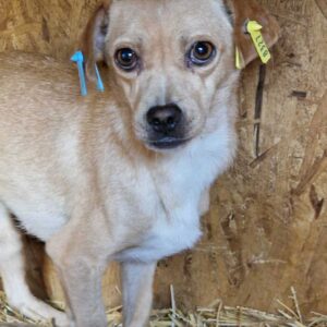 HENNY - reserviert TST Rösrath 16.11 - vermittelt