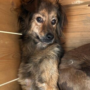 KALEA - vermittelt NH