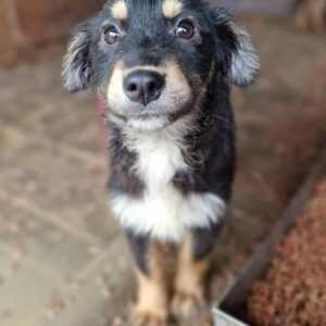 STORMY – reserviert JW - vermittelt - vermittelt