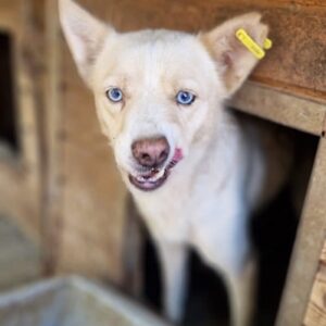 JASNA - kam im Shelter nicht gut zurecht - jetzt auf PDR PS im PLZ Bezirk 85 - vermittelt
