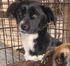 RESI - auf Pflegestelle in PLZ 24 *vermittelt*