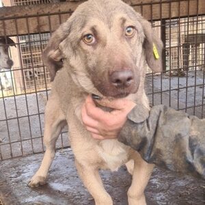 SUNFLOWER - reserviert TH Wannigsmühle - vermittelt