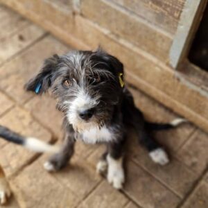 ELFY - reserviert Mihaela 12.10 - vermittelt