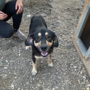 CHANA - sehr verzweifelt - reserviert IH DR (12.09.) - vermittelt