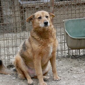 LIARO - vermisst 11/24