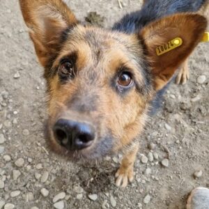 KATA - viel zu dünn - ausgereist zu Vierbeiner in Not