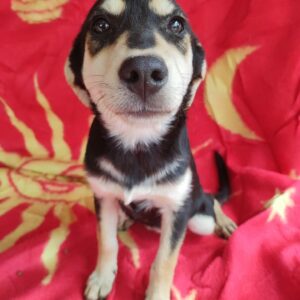 NASEWEIS - reserviert TH Iserlohn - vermittelt