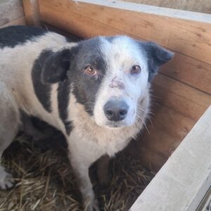 ALWINA - Hautprobleme - reserviert TINO - vermittelt