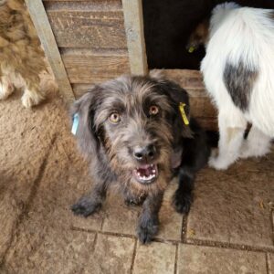 LIBELLA - reserviert TH Wannigsmühle vermittelt