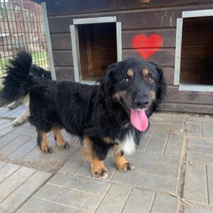 JULIEN - sehr verzweifelt - reserviert TH Wannigsmühle vermittelt