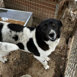 LUTZIE (♀) - vermisst 11/24