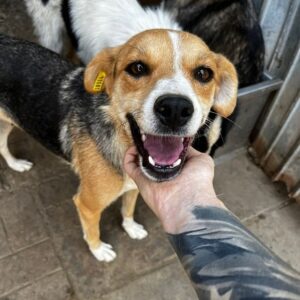 NILIVAARA - ausgereist zum TST Rösrath