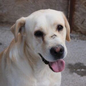 FREDD - auf Pflegestelle in PLZ 2 vermittelt