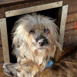 KICKI - komplett verfilzt, völlig gestresst - sollte dringend ausreisen - reserviert IH DR 12.10. - vermittelt