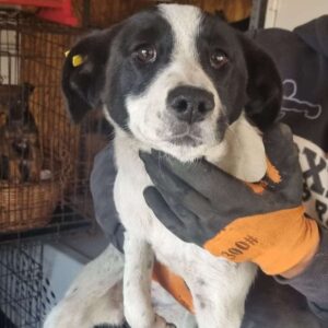 TANAYA - reserviert für Tierhilfe Lebenswert vermittelt