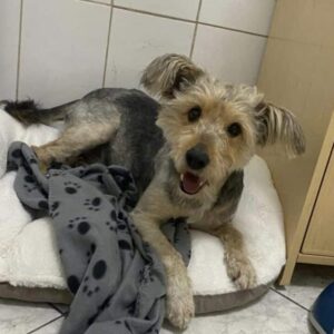 RUFFI - reserviert Tierhilfe Lebenswert DR - vermittelt