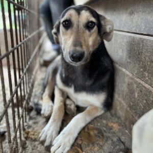 TRUDCHEN (♀) - ausgereist zu Vierbeiner in Not