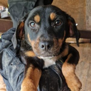 MITZI (♀) - vermisst 11/24