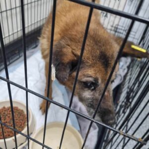 ÖMI - Notfall-Oma - blind, evtl. auch taub - auf PDR Gnadenplatzstelle ausgereist