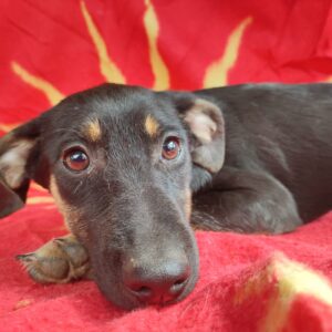 TIFFANY - reserviert JW vermittelt