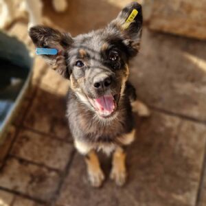 MARILLA - reserviert CD vermittelt