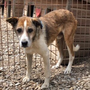 DROPS (♂) - als PDR GPH auf PDR PS (JW)