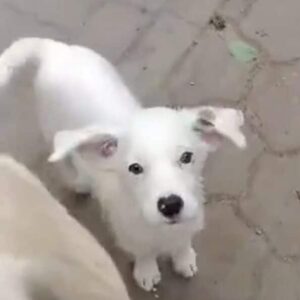 ICEY - ausgereist zum TH Ahrweiler