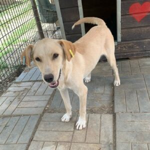 CAMILLO - vermisst 04/2023