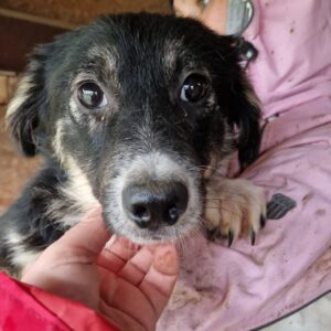 PEPOLINO - leichte Hautprobleme, schon schüchtern, resigniert - reserviert Tierhilfe Lebenswert DR - vermittelt