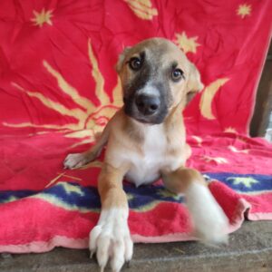 ARANCIA - auf PDR PS im PLZ Bezirk 60 - vermittelt