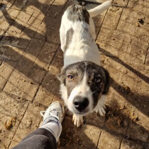 IGOR - reserviert IH DR 27.10. - vermittelt