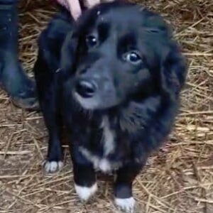 BORA - reserviert CD - vermittelt