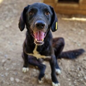 PUNA (♀) – vermisst 11/24