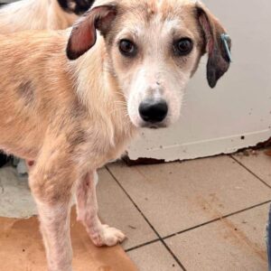 MAJA (♀) - wird schüchtern!