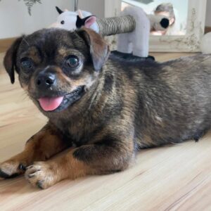 PIROLI - reserviert IH DR (03.06.) - vermittelt