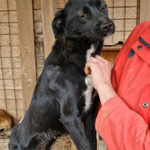 BELLE - reserviert Tierhilfe Lebenswert DR - vermittelt