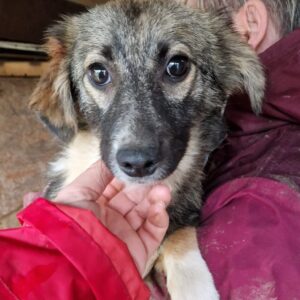 JYOTI - bereits schüchtern, sollte dringend ausreisen - ausgereist zum TST Rösrath