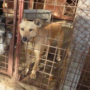 VARA - reserviert TST Rösrath - vermittelt