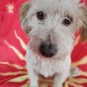 SUZIE - auf Pflegestelle in PLZ 3 vermittel