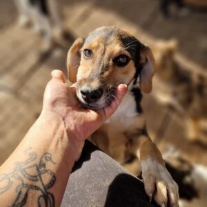 FERRY - reserviert Tierhilfe Lebenswert 16.10. - vermittelt