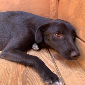 DALIA - sollte zeitnah ausreisen reserviert NadineH (09/09) vermittelt