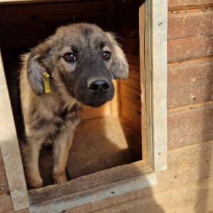 THEOPHIL - sollte baldmöglichst ausreisen - reserviert Tierhilfe Lebenswert DR 21.10. - vermittelt