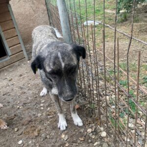 DALILAH - reserviert Tierhilfe Lebenswert DR (31.08.) - vermittelt