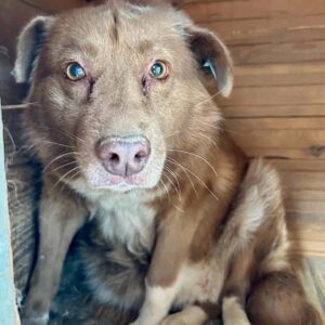 CHANA - seit mind. 2021 im Shelter - Hautprobleme