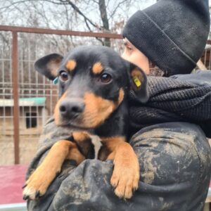 BAYLO - reserviert Alexandra - vermittelt