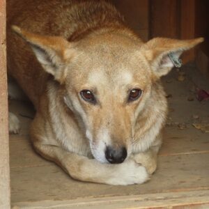 SUELLA (♀) - NOTFALL - wurde gebissen